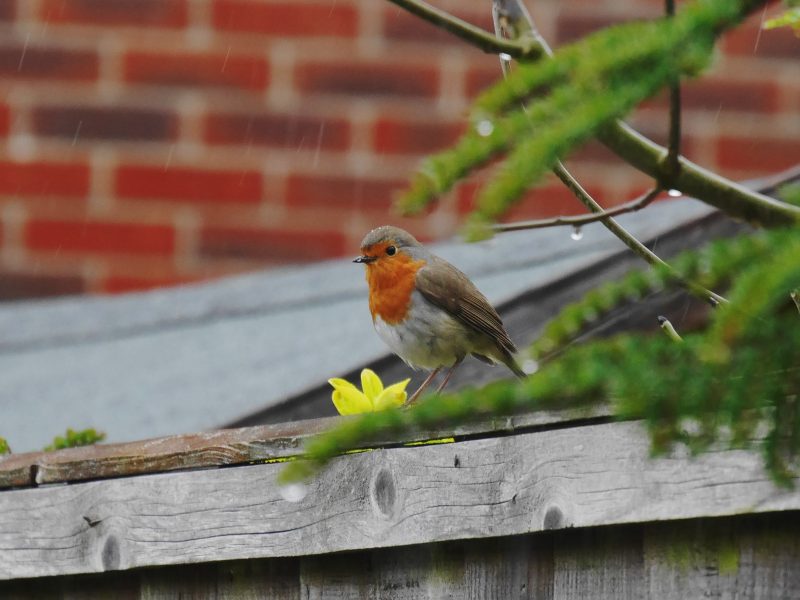 robin_in_rain